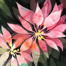 Poinsettia Pink