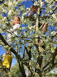 Cherry Tree Climbing.JPG