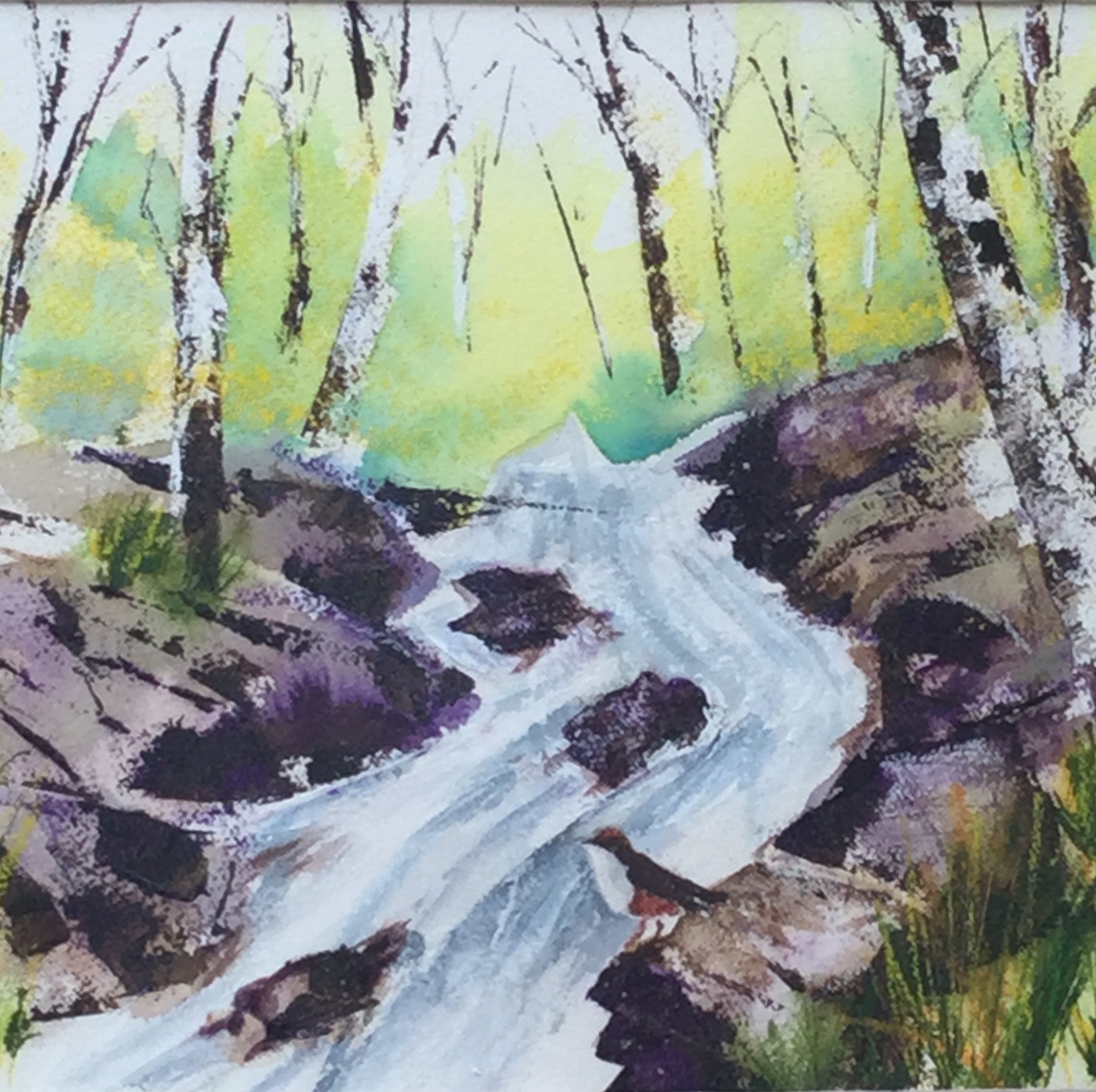 Dipper in Devonshire -Spring