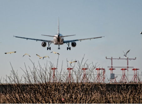 How bird strikes so hazardous for global aviation?