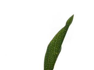 The Best Household Staffing Solutions for Busy Executives