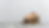 WDA WEBSITE (8).png