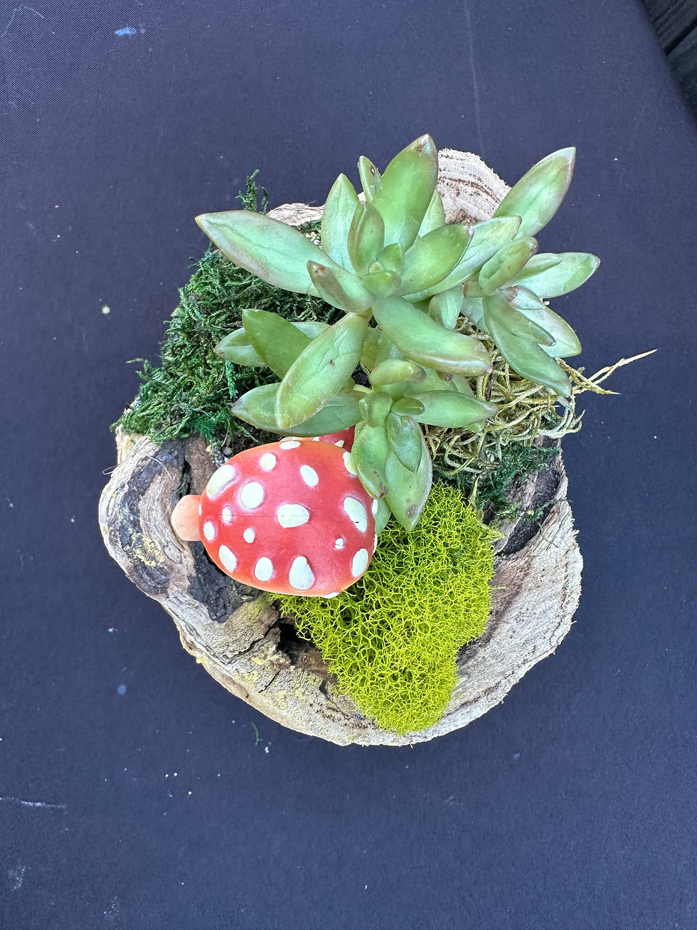 Thumbnail: Wood Succulent Planter