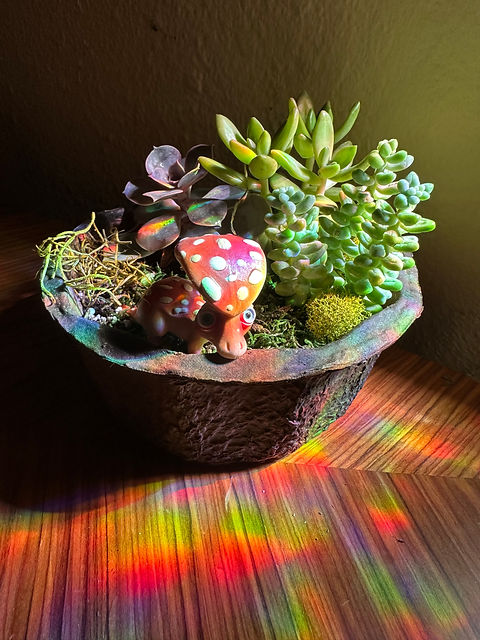 Eco-Bowl Succulent Planter | Fungisaurs