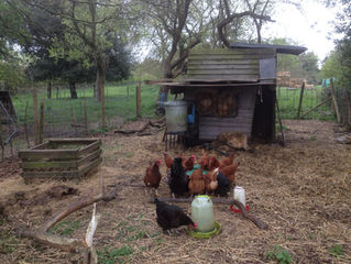 Hens a'flitting