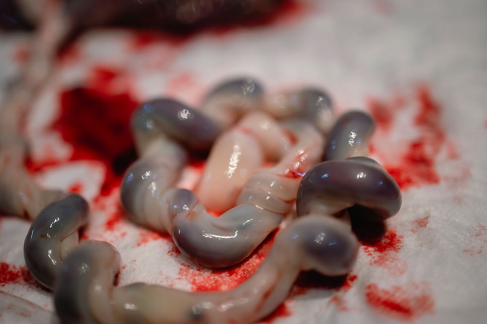 Nabelschnurblut rettet Leben – setz dich, wir müssen reden!