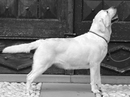 Labradorec
