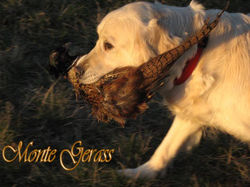 zlati prinašalec golden retriever