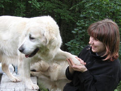 odgovoren vzreditelj labradorci zlati prinašalci