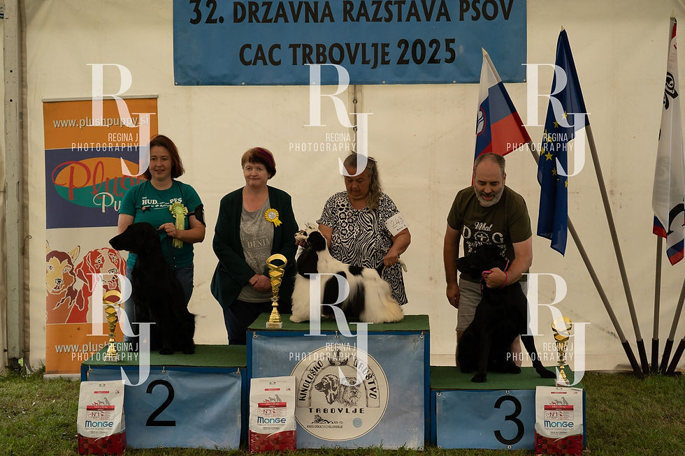 labradorec