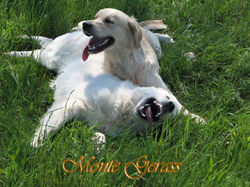 Zlati prinašalec Monte Gerass