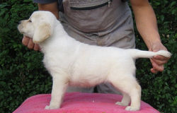 labrador retriever labradorec labradorci