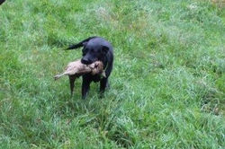 labradorec leglo 03 04 2022