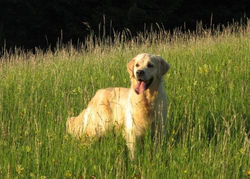zlati prinašalec golden retriever
