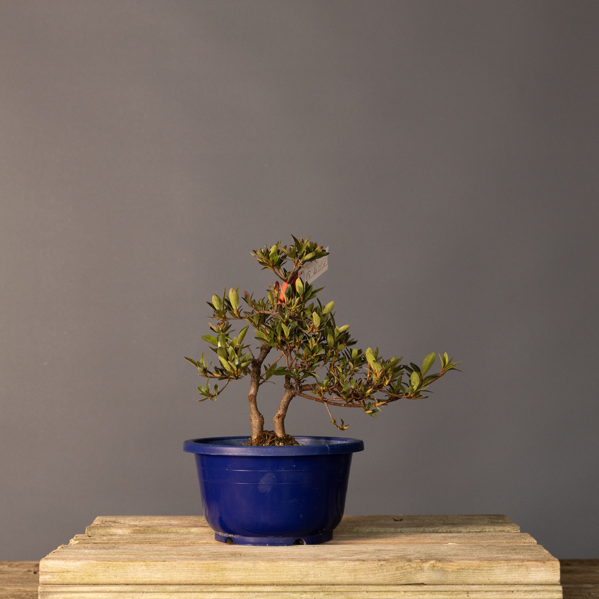 Satsuki Açelya 'Chinzan' Bonsai No.ST030 | 27 cm