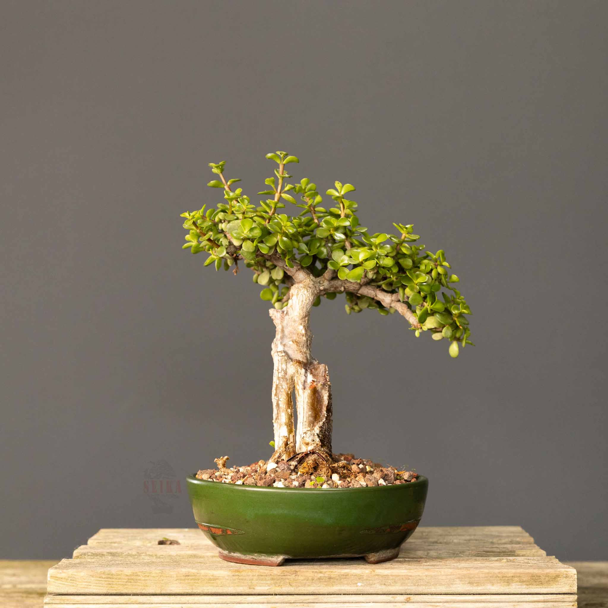 Yeşim Ağacı Bonsai No.AFR003 (Portulacaria afra) | 31 cm