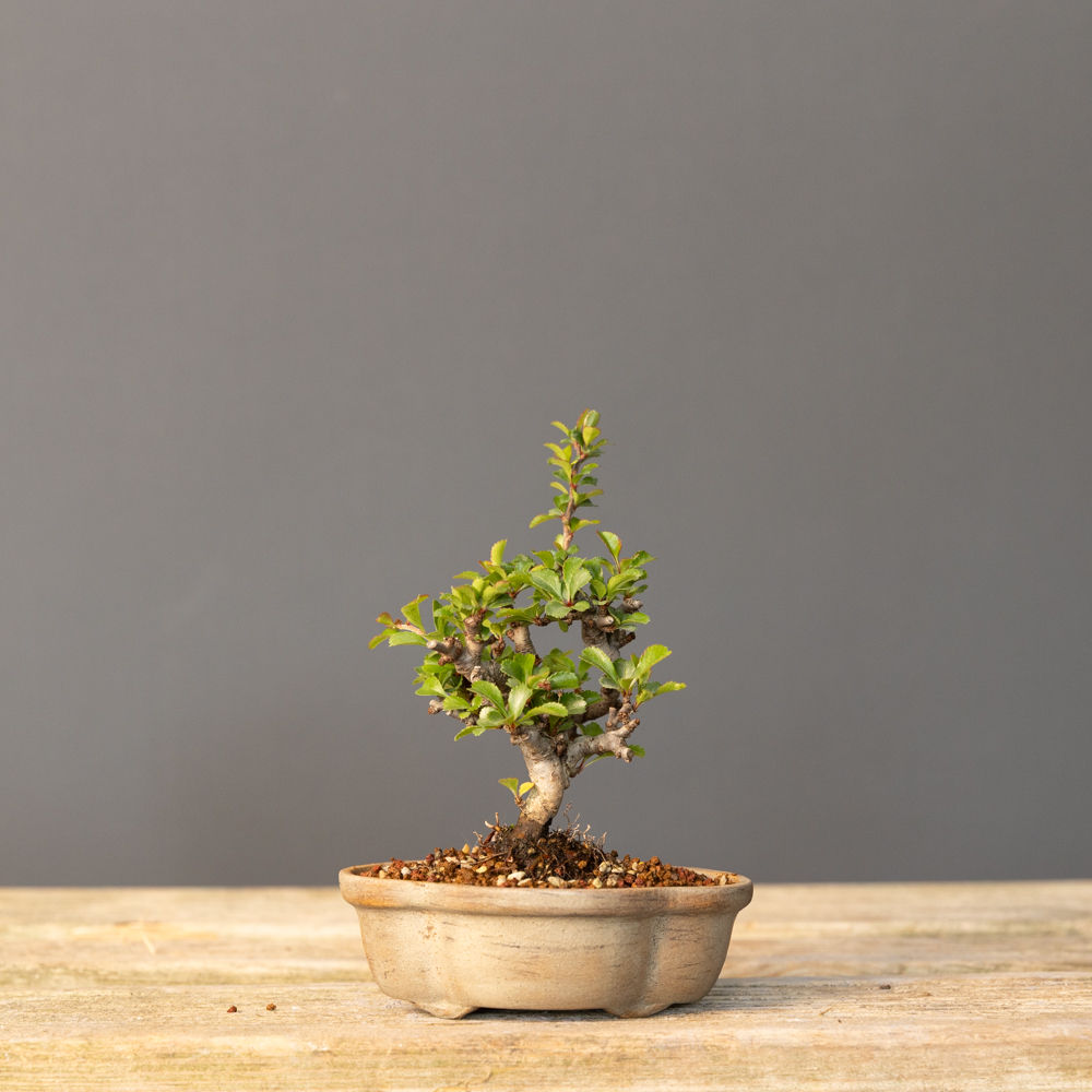 Japon Ayvası - Bahar Dalı - Bonsai No.CH020 (Chaenomeles japonica) | 11 cm