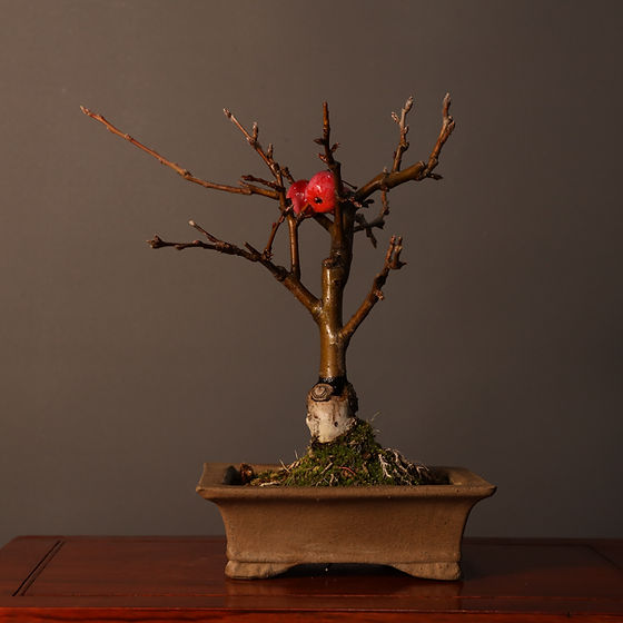 Süs Elması Bonsai No.963 (Malus sp.) | 32 cm | Bonsai Marketi