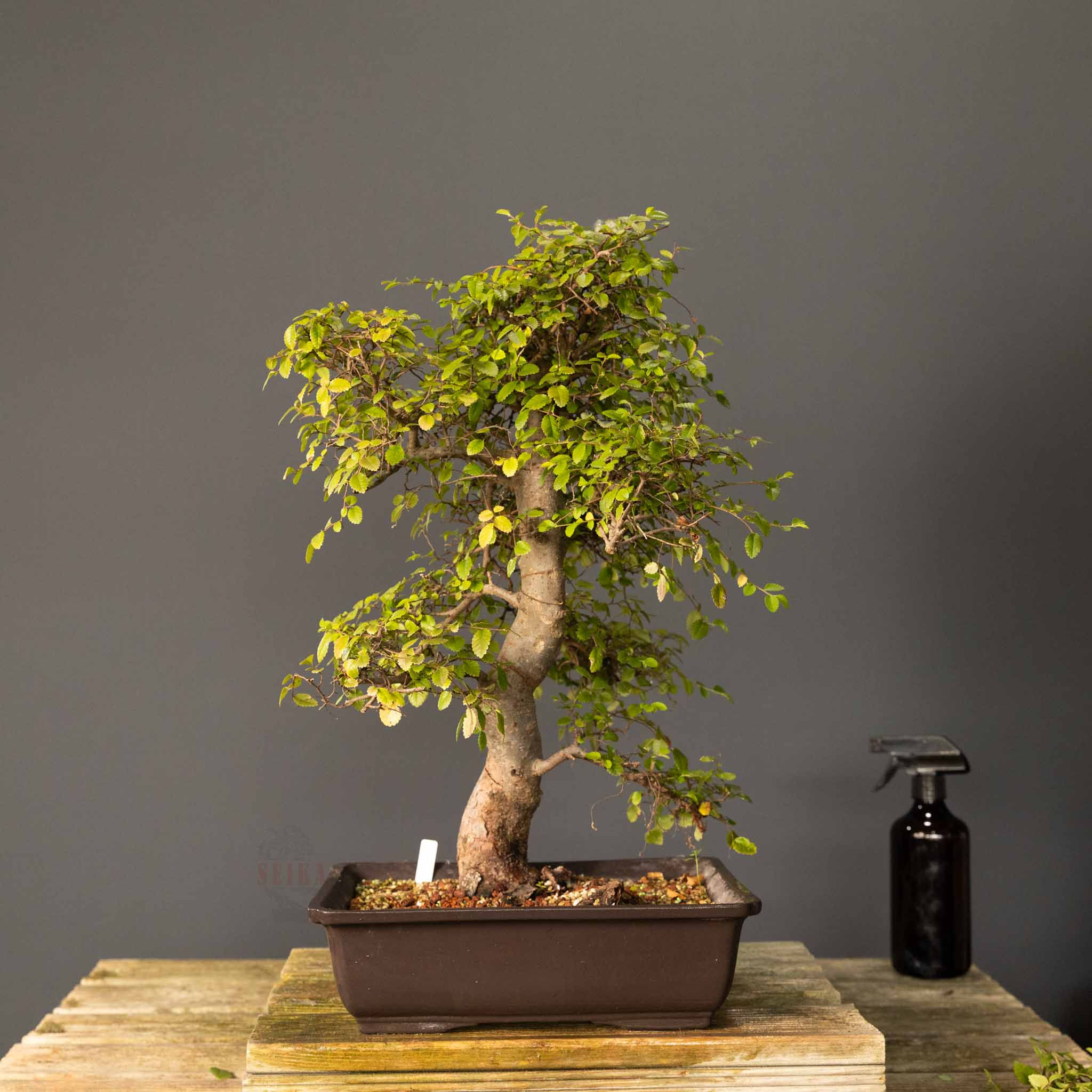 Çin Karaağacı Bonsai No.ÇK002 (Ulmus parvifolia) | 53 cm