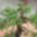 Bonsai Yapmaya Nasıl Başlayabilirim | Bonsai Seika
