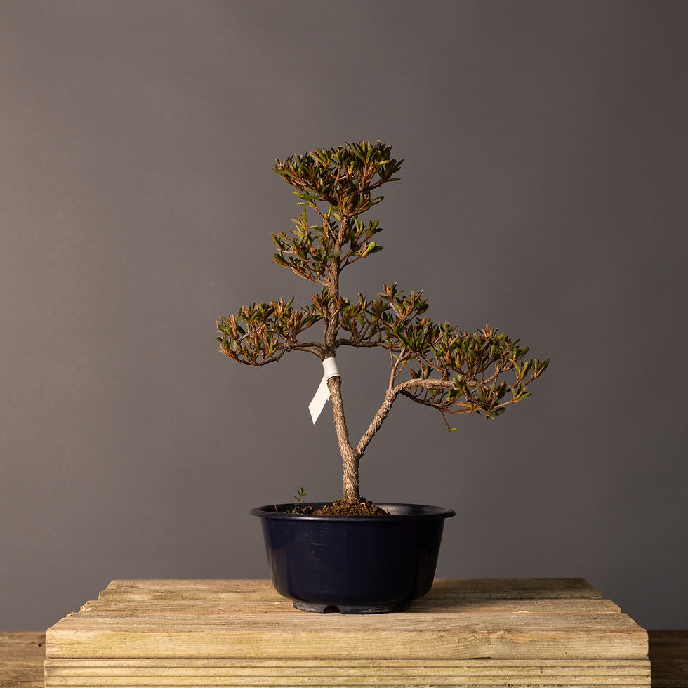 Küçük resim: Satsuki Açelya 'Hoshi-no-Kagayaki' Bonsai No.ST008 | 35 cm