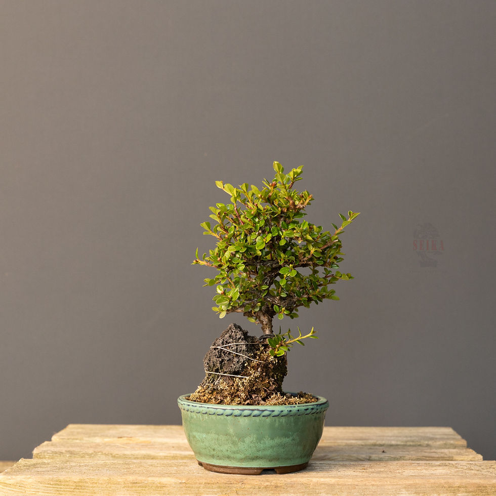 Küçük resim: Dağ Muşmulası Bonsai No.CT023 (Kotonester) | 23 cm