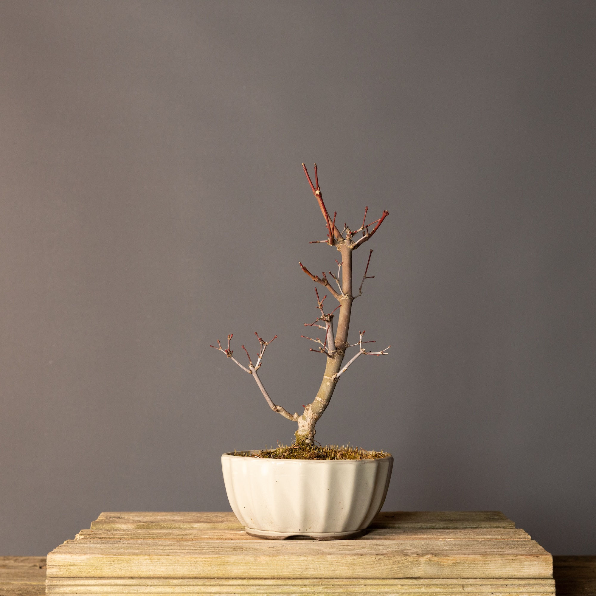 Japon Akçaağacı Deshojo Bonsai No.DJ003 (Acer palmatum ‘Deshojo’) | 34 cm