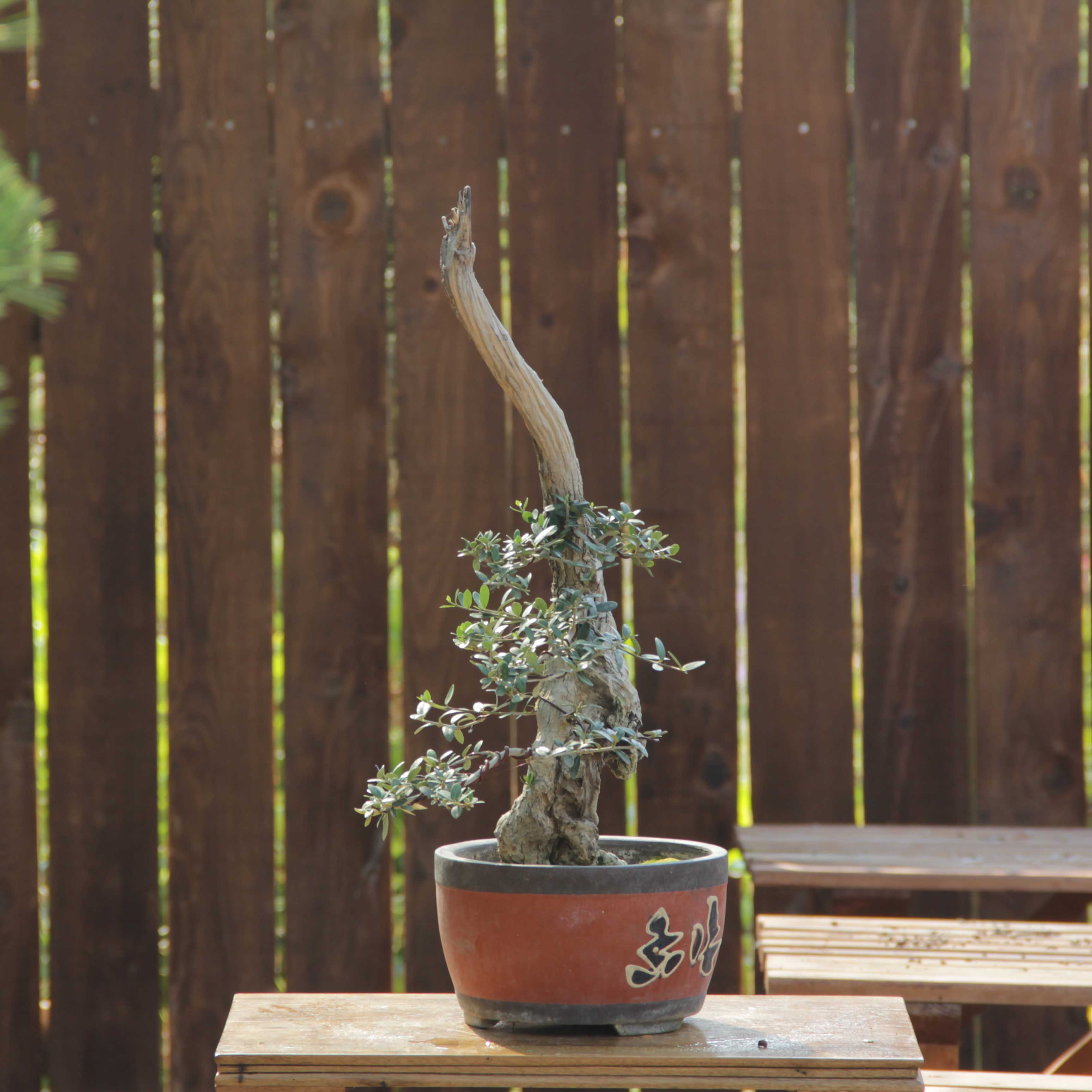 Zeytin Bonsai - Olea Europaea Sylvestris No.618