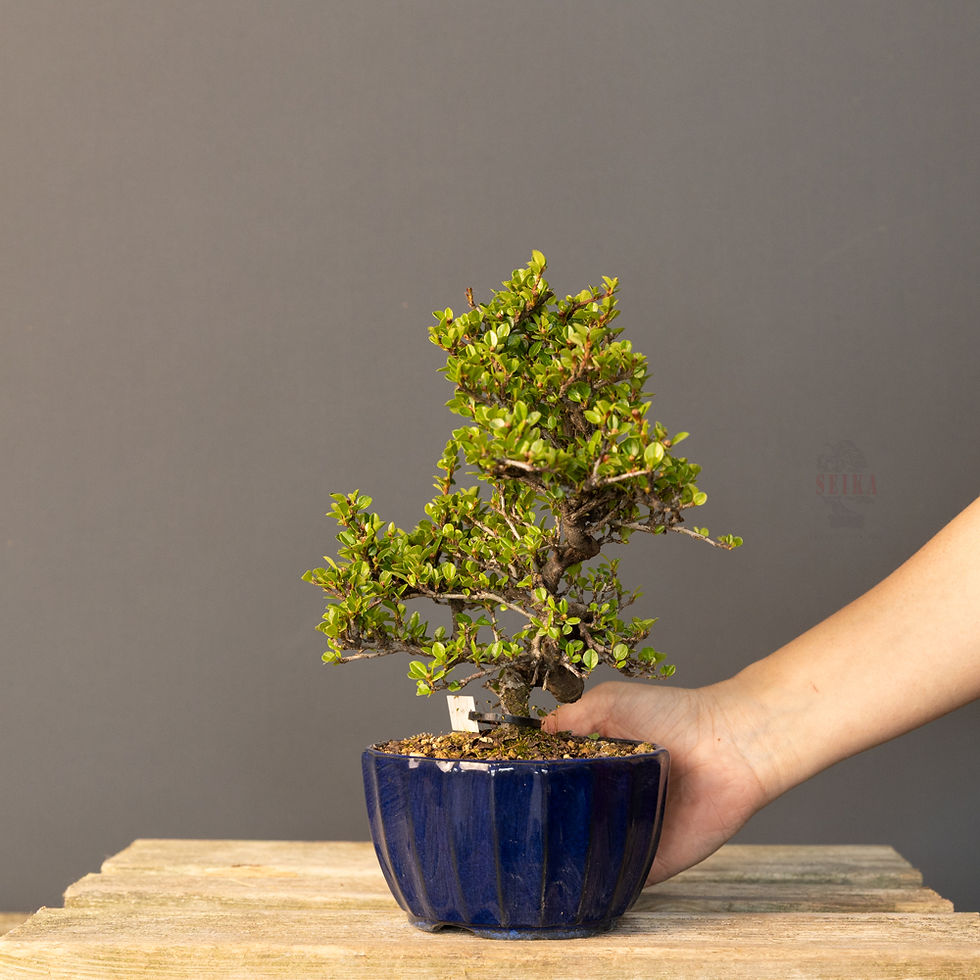 Küçük resim: Dağ Muşmulası Bonsai No.CT011 (Kotonester) | 29 cm