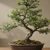 Küçük resim: Hazır Sprey Besleyici Gübre (500 ml) Bonsai Salon Bitkisi Sukulent
