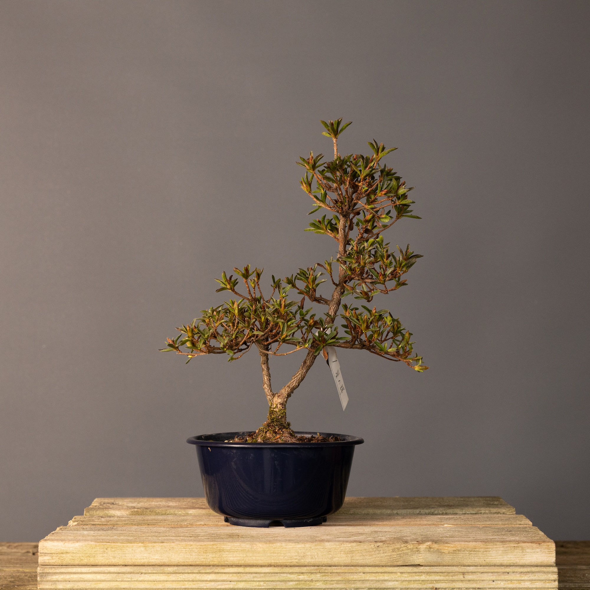 Satsuki Açelya 'Hoshi-no-Kagayaki' Bonsai No.ST020 | 33 cm