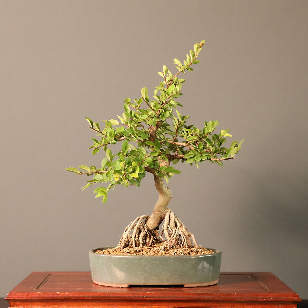 Çin Karaağacı - Ulmus parvifolia