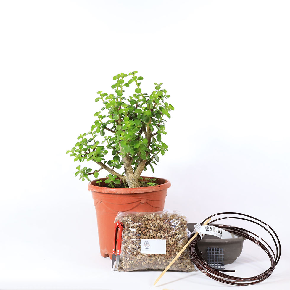 Küçük resim: Yeşim Ağacı - Afra Bonsai Başlangıç Kiti No.06