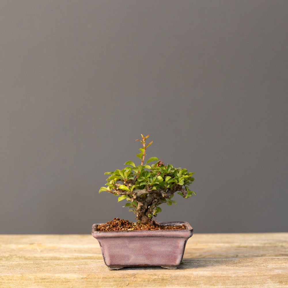 Japon Ayvası - Bahar Dalı - Bonsai No.CH004 (Chaenomeles japonica) | 11 cm