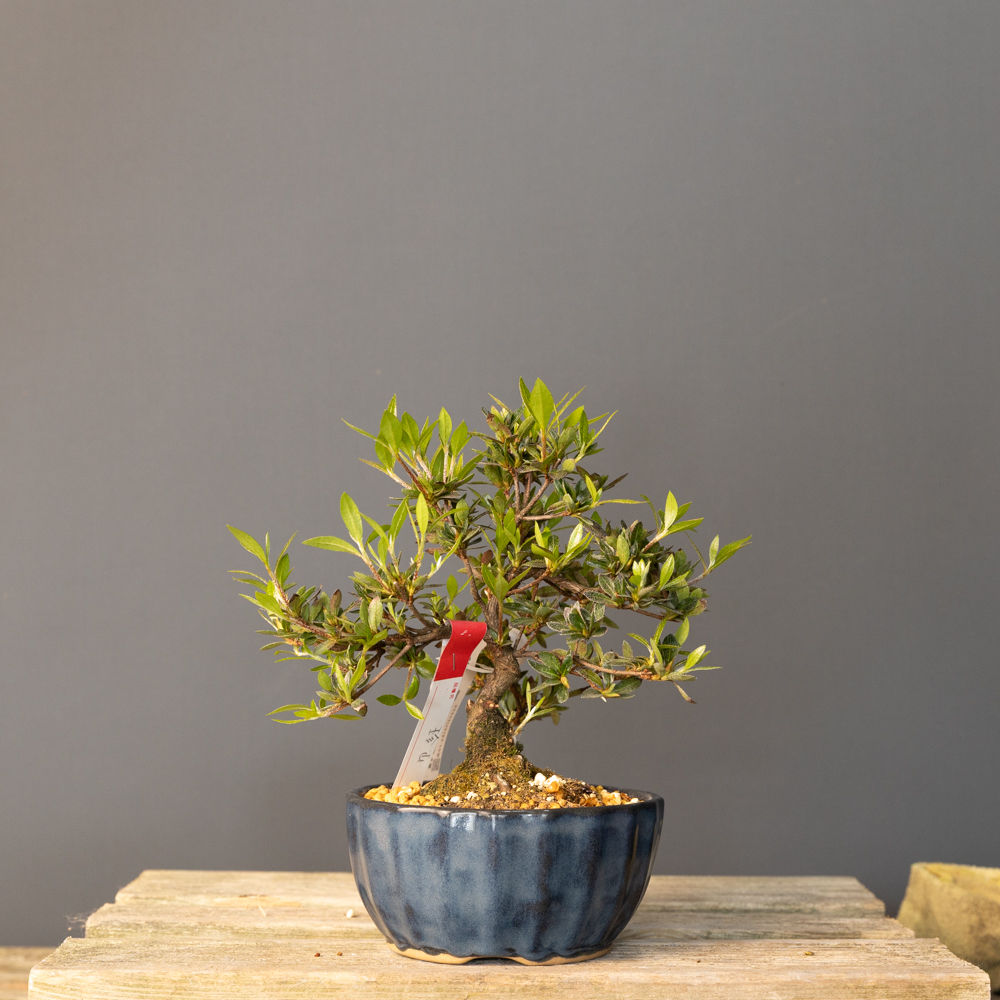 Satsuki Açelya 'Chinzan' Bonsai No.ST071  | 26 cm