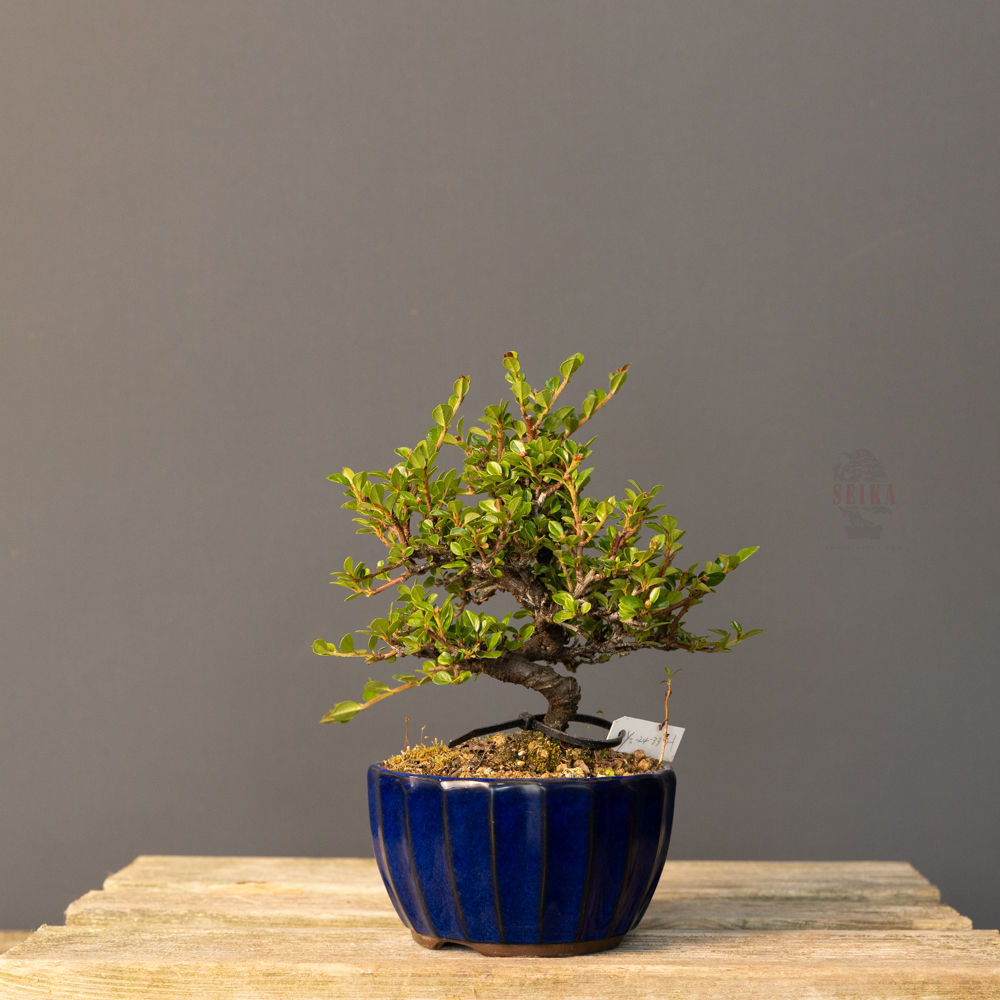 Dağ Muşmulası Bonsai No.CT012 (Kotonester) | 22 cm