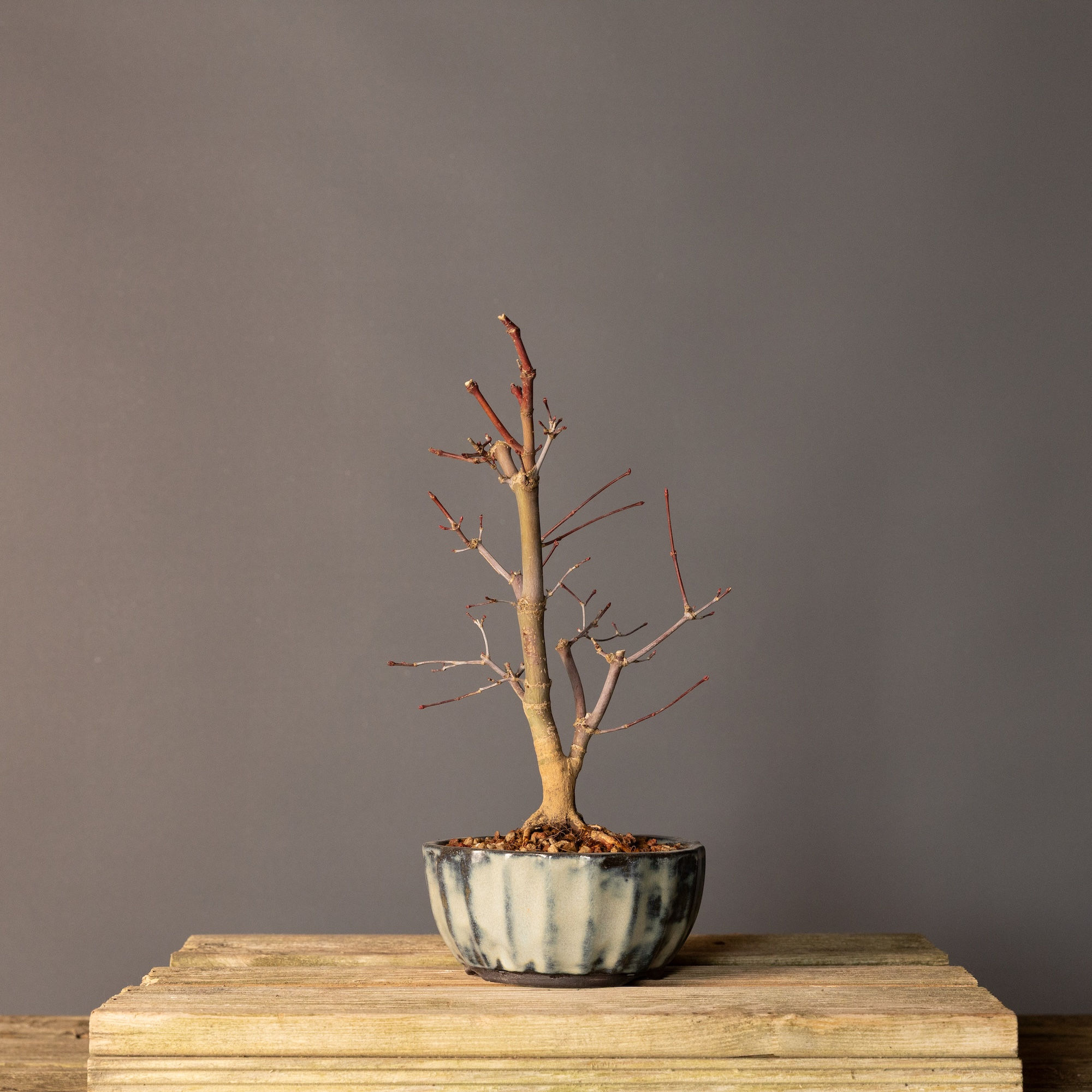 Japon Akçaağacı Deshojo Bonsai No.DJ019 (Acer palmatum ‘Deshojo’) | 32 cm