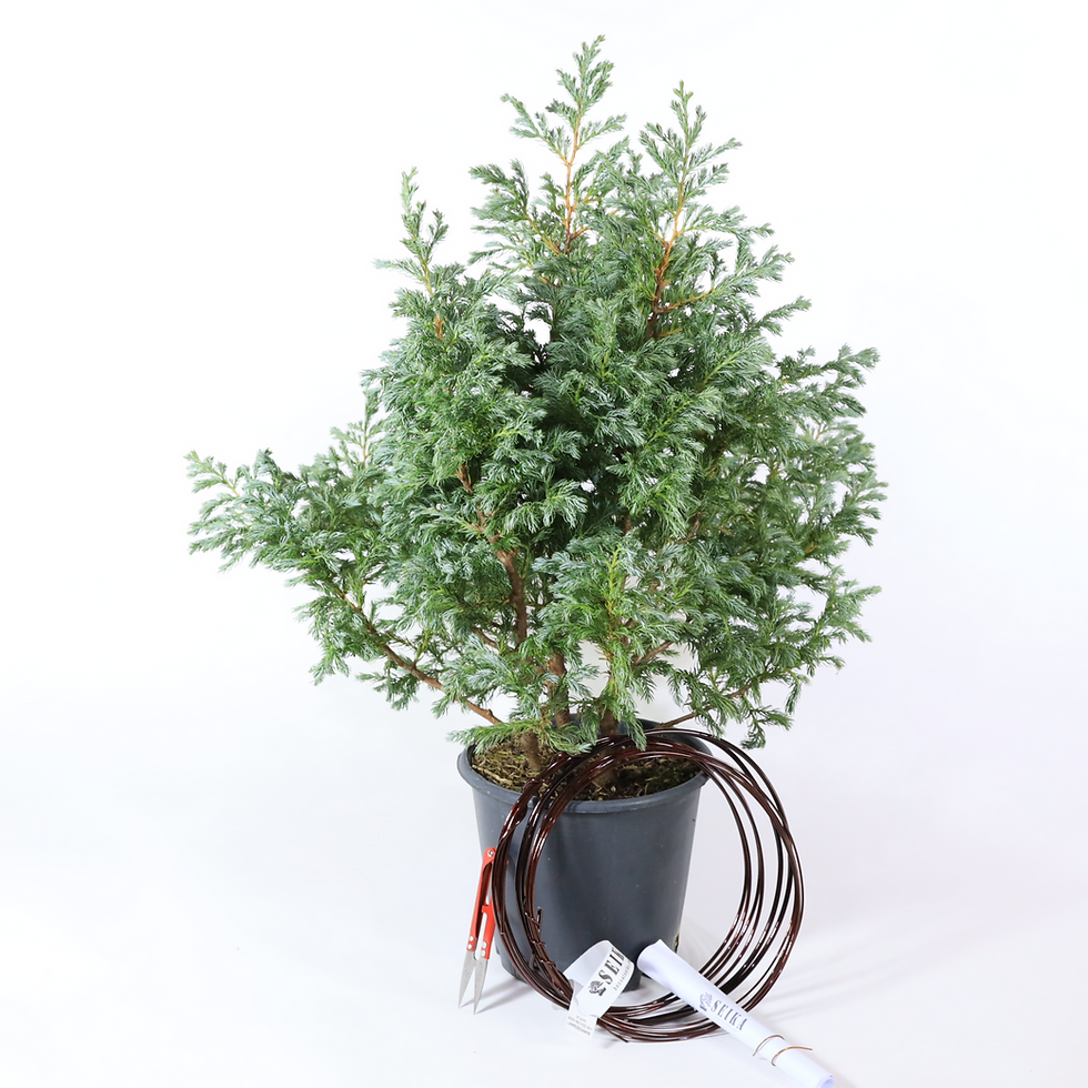 Küçük resim: Boulevard Servi Bonsai Telleme Kiti - No.5