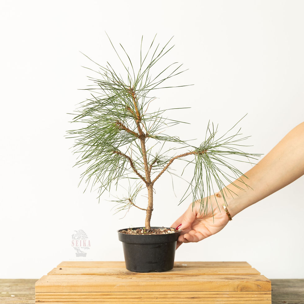 Yerli Karaçam (Pinus nigra) No.X186, 34 cm - aynı tür ve boyutta gönderilecek ağaç için temsili fotoğraf 2