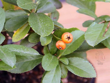 AteÅŸ Dikeni - Pyracantha spp.