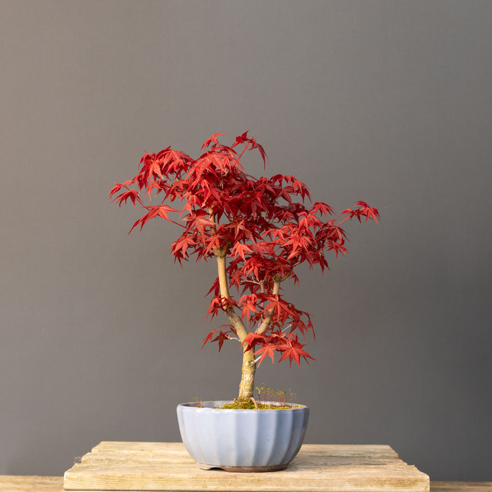 Japon Akçaağacı Deshojo Bonsai No.DJ004 (Acer palmatum ‘Deshojo’) | 36 cm