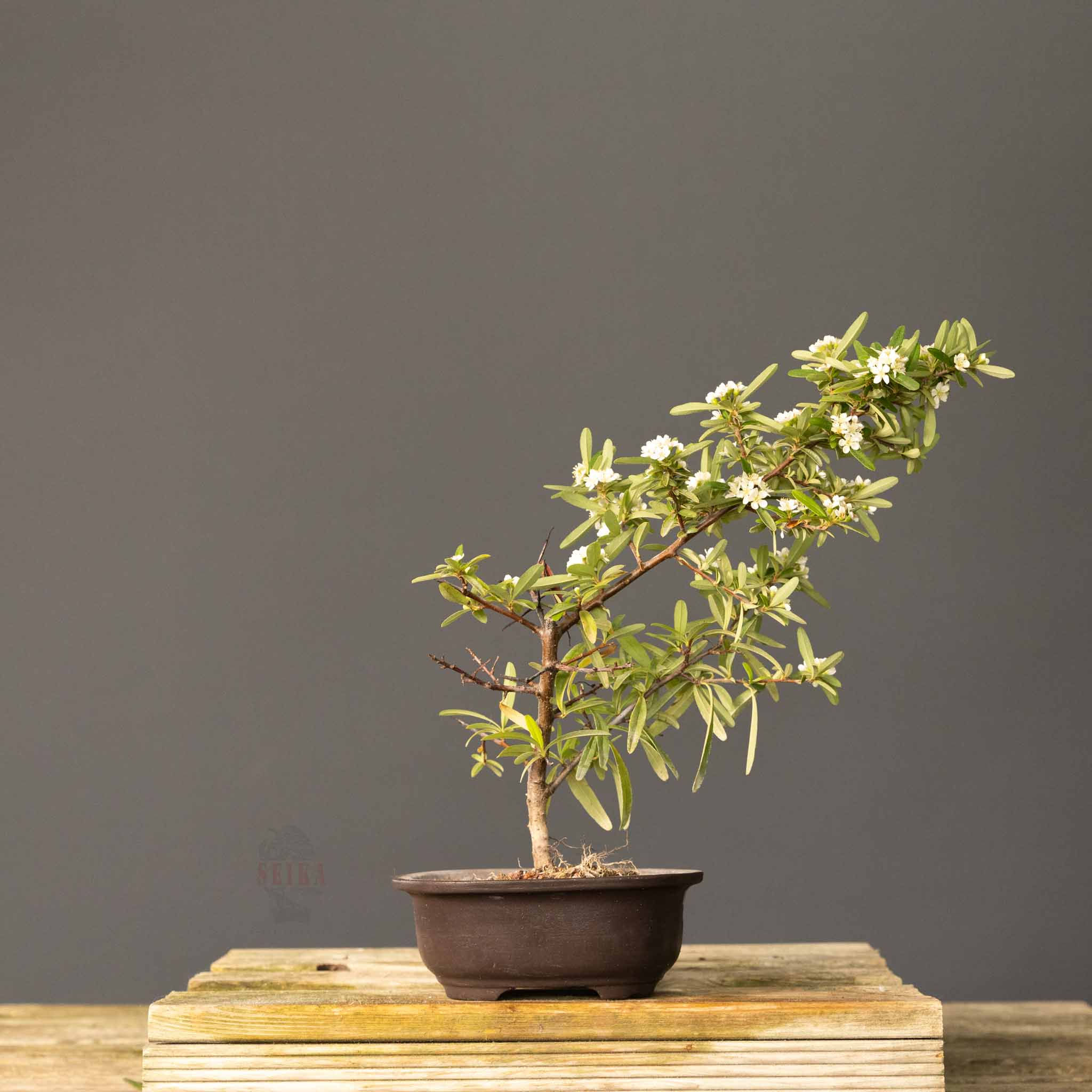 Ateş Dikeni Bonsai No.ATES002 (Pyracantha coccinea) | 34 cm
