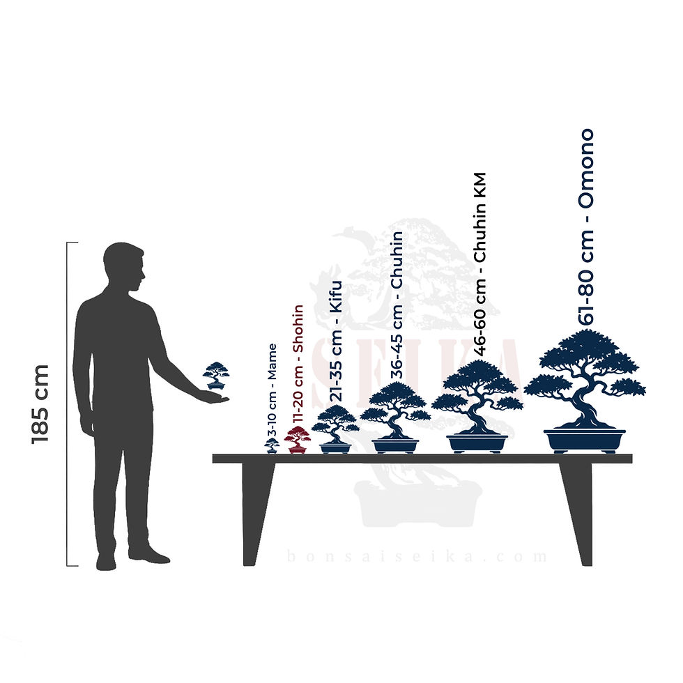 Küçük resim: Satsuki Açelya 'Chinzan' Bonsai No.ST032 | 18 cm