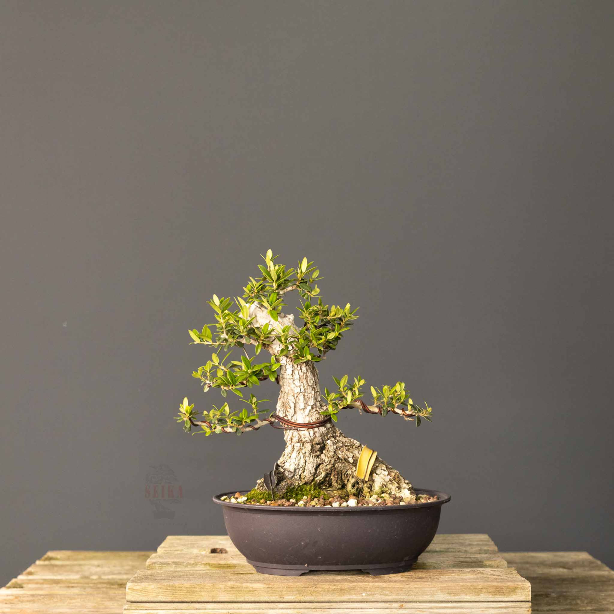 Delice Zeytin No.ZT005 (Olea europaea) | 34 cm