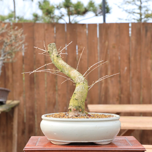 Ova Akçaağaç Bonsai No.863 (Acer campestre) | 50 cm | Bonsai Seika