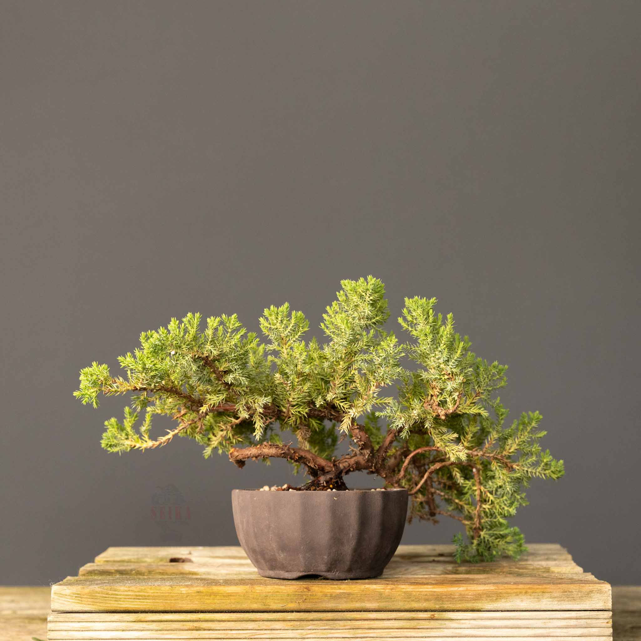 Nana Ardıç Bonsai No.NANA003 (Juniperus procumbens) | 22 cm