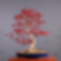 Online Akçaağaç Bonsai Eğitimi - 1