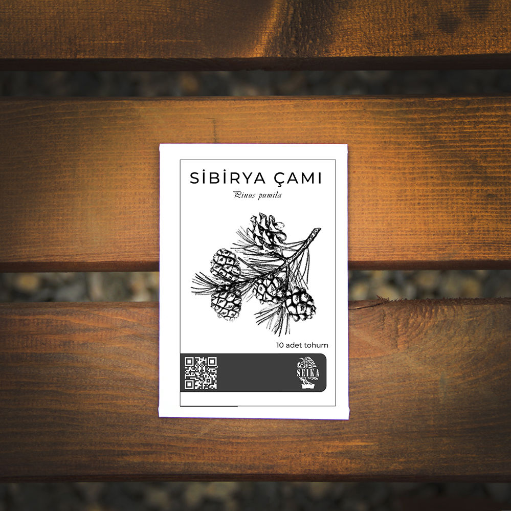 Ağaç Tohumu - Sibirya Çamı - 10 adet