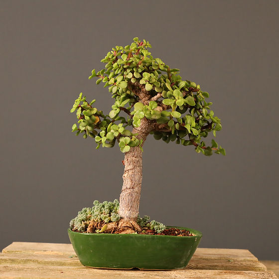 Yeim Aac Bonsai No.168 (Portulacaria afra) | 33 cm | Bonsai Seika
