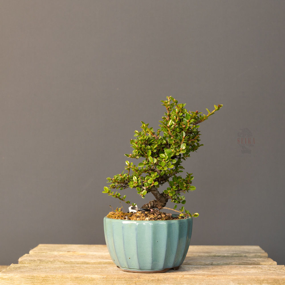 Dağ Muşmulası Bonsai No.CT008 (Kotonester) | 24 cm